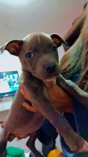 Pit Monster cm American Bully