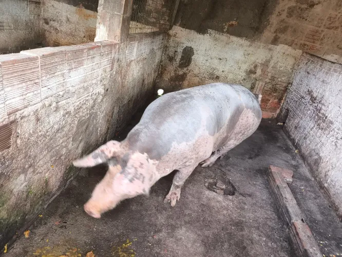 Porca Raça Piatran 2 anos e meio 