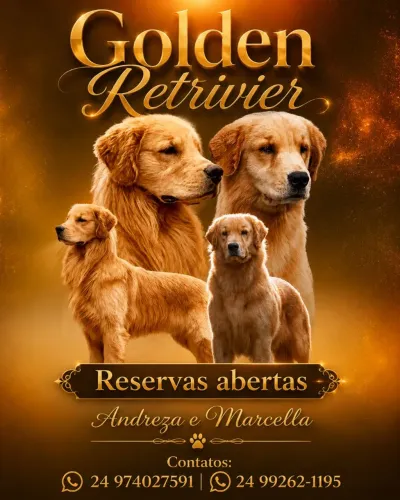Golden Reteivier