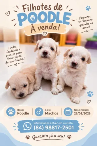 Filhote de Poodle