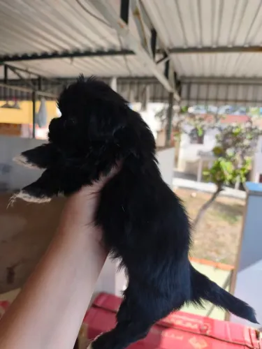 Lindos filhotes de Shihtzu 
