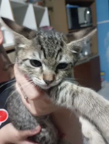 Gatinhos para doação
