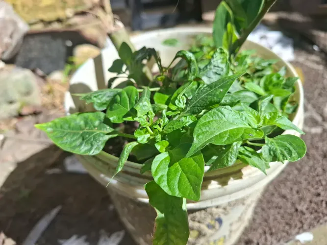 Mudas de Pimenta Malagueta