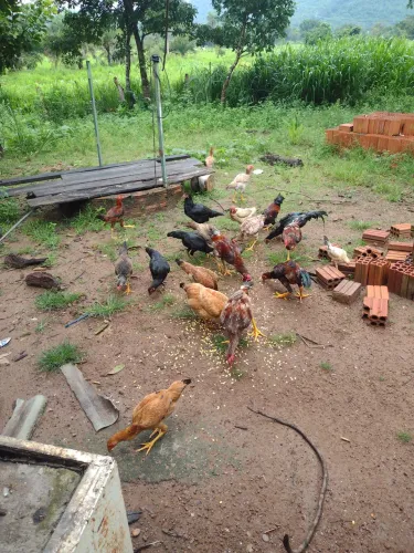 Vendo frango e galinha caipira , vivas ou abatida
