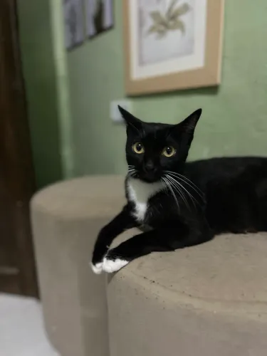 Gata para doação 