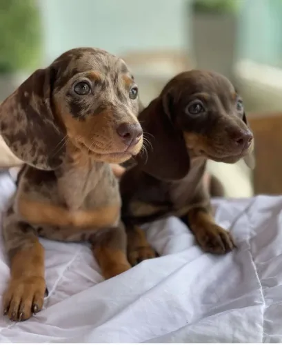 Basset dachshund fêmea e macho disponível!! Salsicha