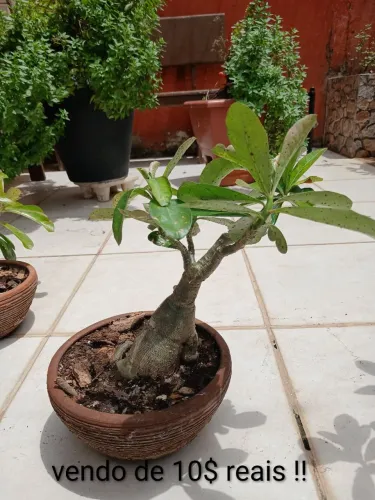 Plantas do deserto