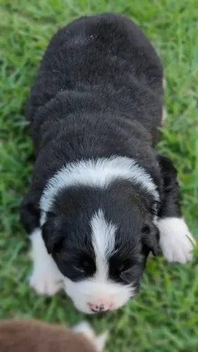 Filhote border collie 