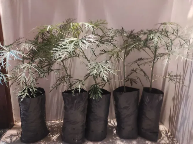 Muda ou Planta de Merthiolate ou Mercúrio