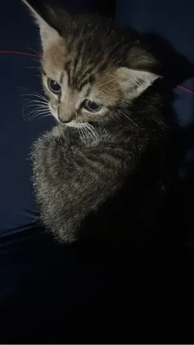Gatinhos 