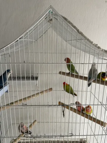 Gaiolas disponíveis