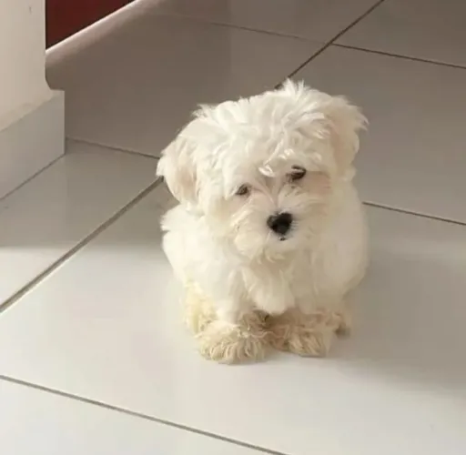 Maltês Macho Micro