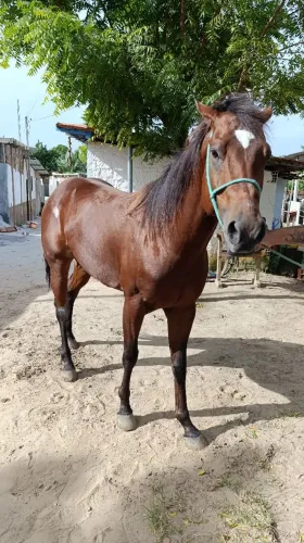 Pra vender rápido 