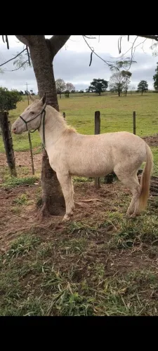 Burro