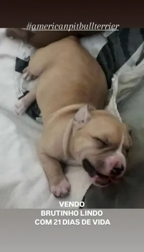 Vendo filhote de American Pitbull Terrier 