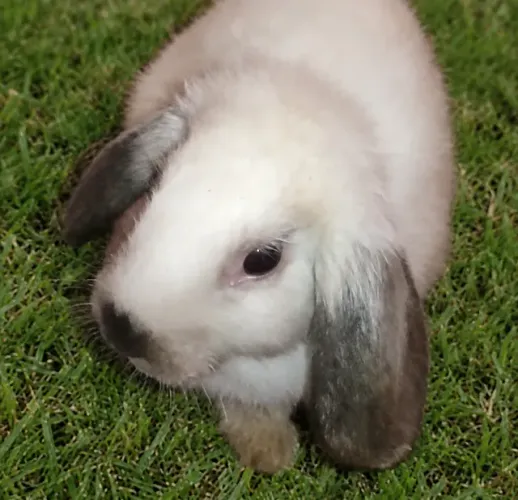 Coelhos Mini Lop