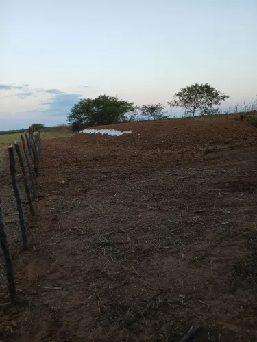 Vende se silagem de milho e sorgo. Contato 084 9 *