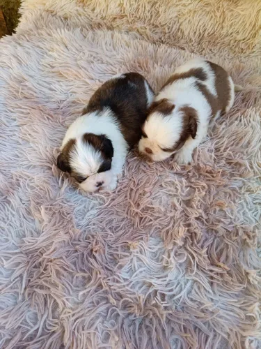 Shihtzu fêmea e macho
