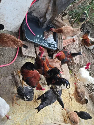 VENDO FRANGOS CAIPIRA