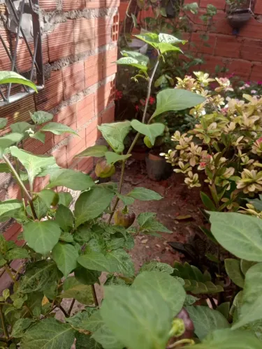 Pimenta