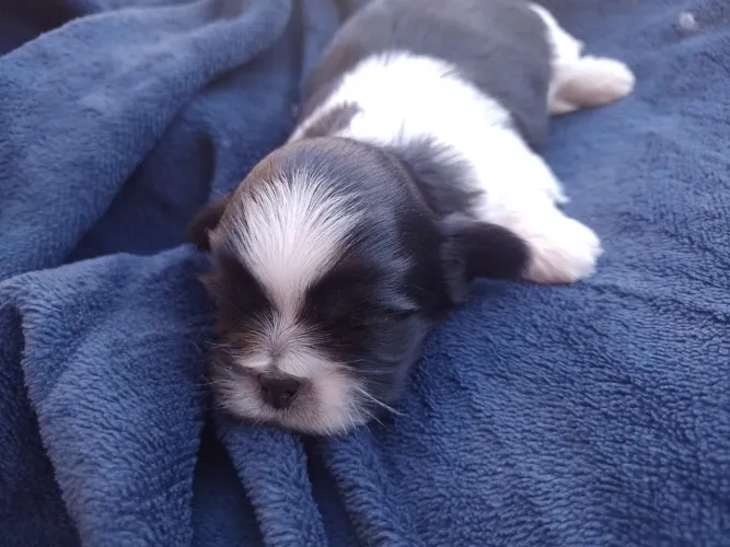 Cachorro 