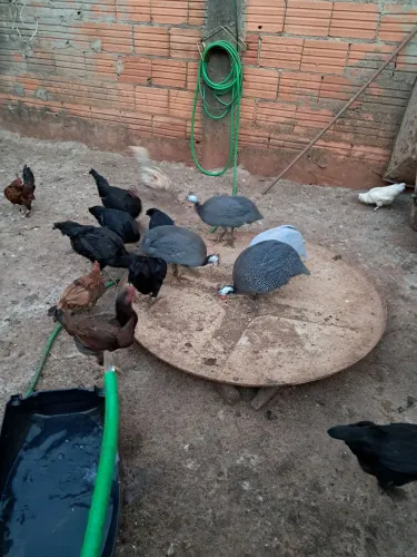 Galinhas e frngos