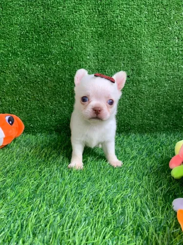 chihuahua branco pelo curto cabeça de maçã exemplar da raça pronto para ir pra sua casa