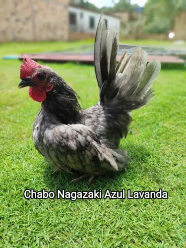 Nagazaki Azul Lavanda 