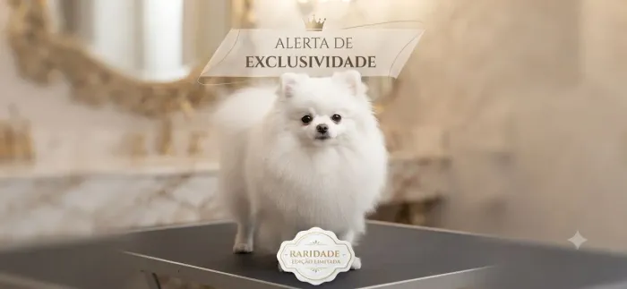 Spitz alemão anão