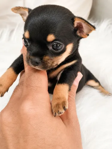 Princesinha Chihuahua minúscula!