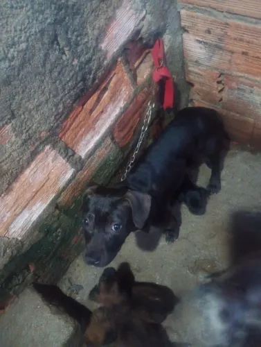 Filhote Pit Bull