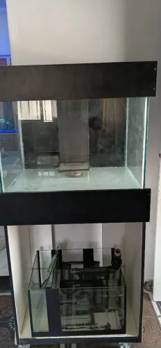 Aquario 