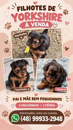 Lindos bebês