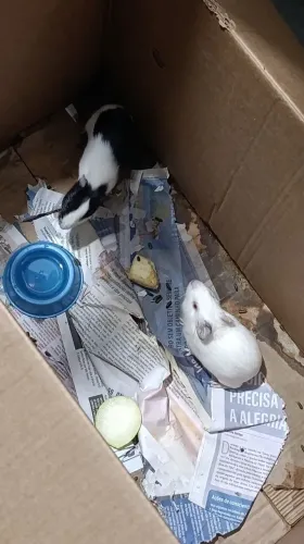 Vendo 2 porquinhos da índia 40$