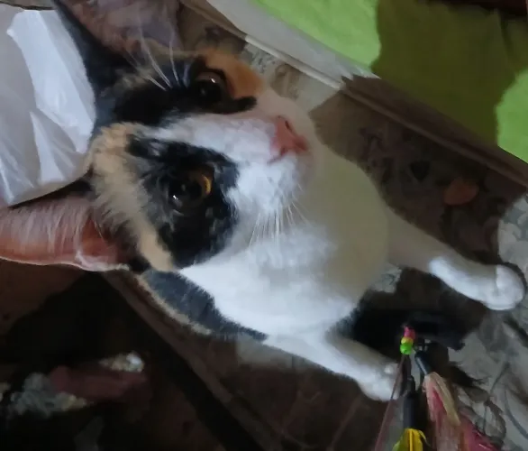 Gata filhote tricolor abandonado  para adoção 