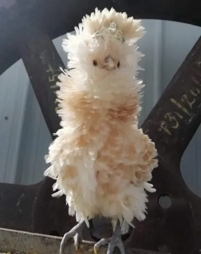 Filhotes de Polonesa