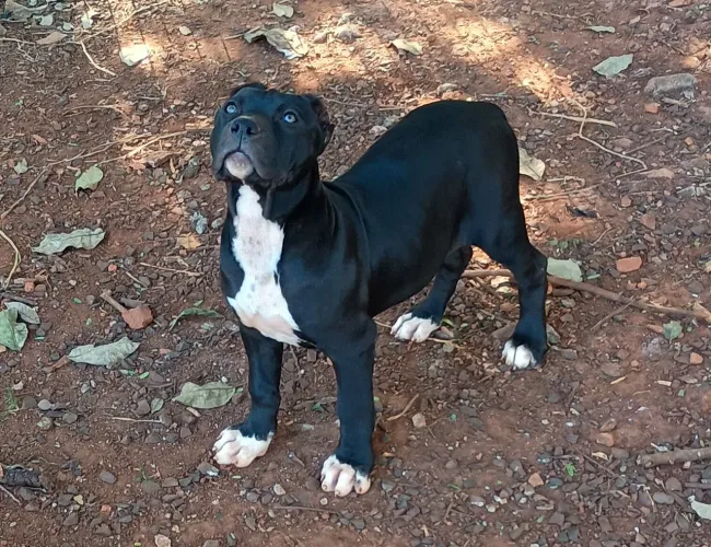 Filhotes de pitmonster, pedigree, vacina importada