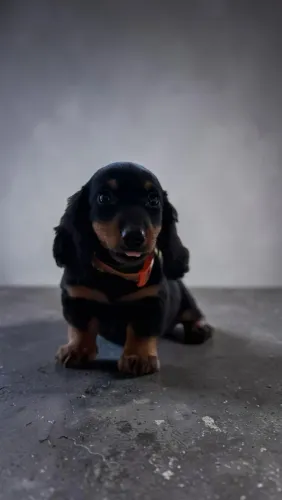 Filhotes de Daschund pelo Longo 