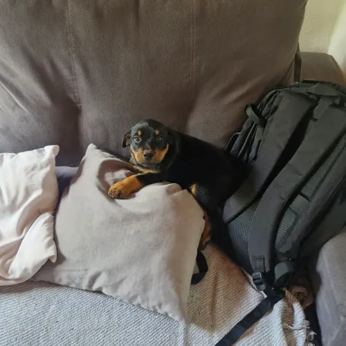 Cachorro rottweiler macho
