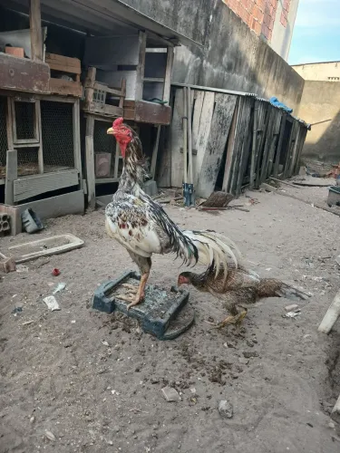Galo shamo