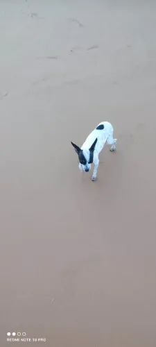 Filhote de Pincher 0