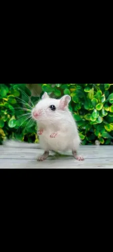 Esquilos da Mongólia, gerbil