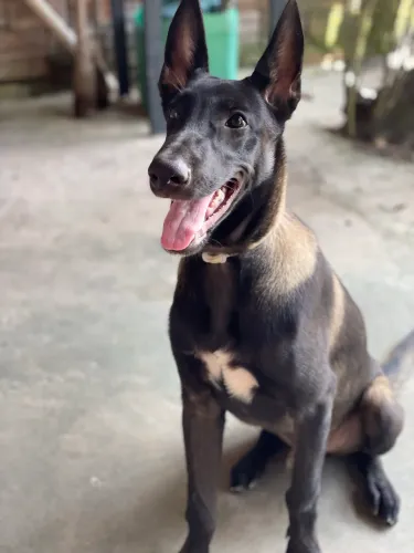 Belga malinois