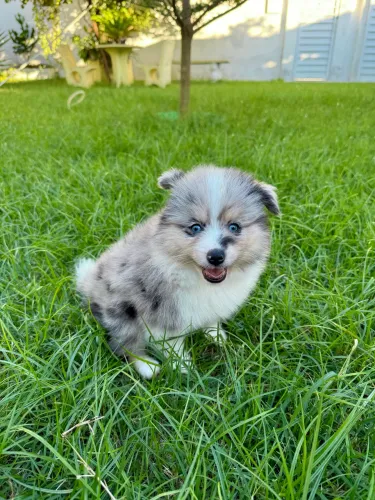 Pomsky F1 ?mini husky? macho pelagem merle