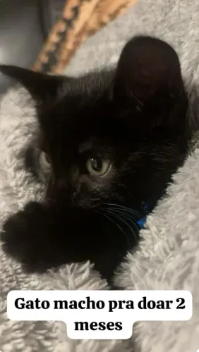 Gatinho preto macho pra doar
