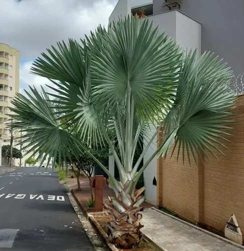 Palmeira Azul - Uberlândia-MG