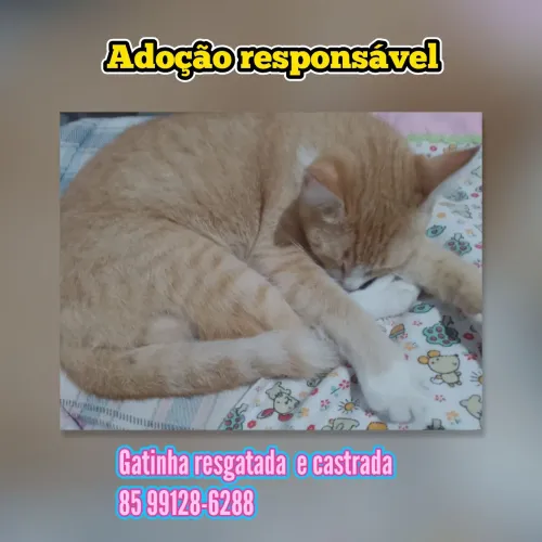 Gatinhos fofos pra adoção responsável 