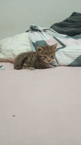 Gatinho pra adoção
