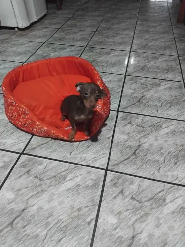 Vende-se cachorro pinscher macho, marrom chocolate 