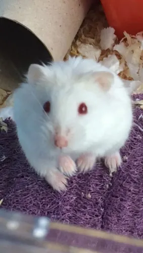 Hamster anão russo 